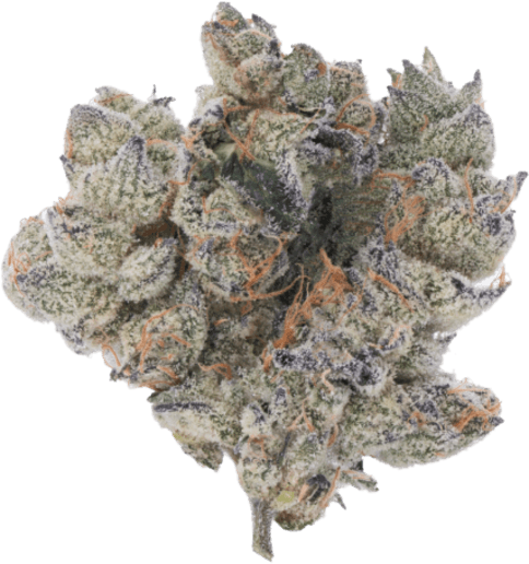 Pomelo Diesel image 1